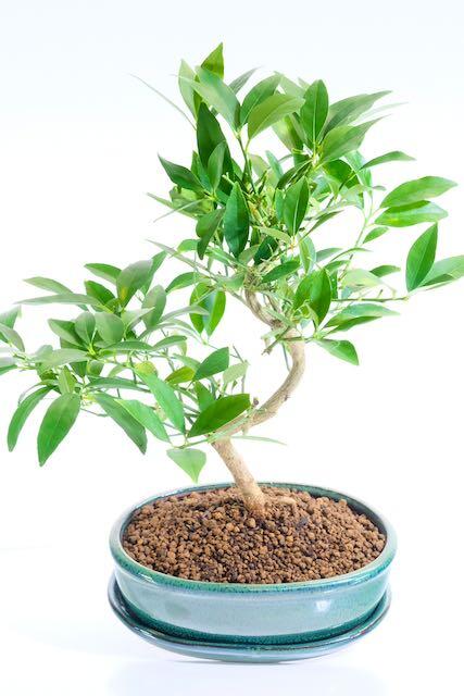 Produces scented blossoms and tiny lemons