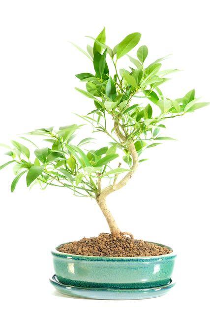 Elegant twisty citrus bonsai for sale