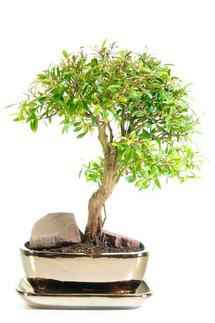 Elegant indoor Roseapple bonsai for sale