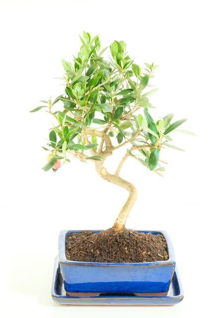 Graceful Olive bonsa tree