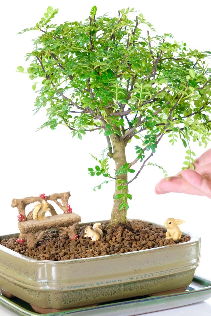 Fragrant indoor bonsai with natural tiny leaves