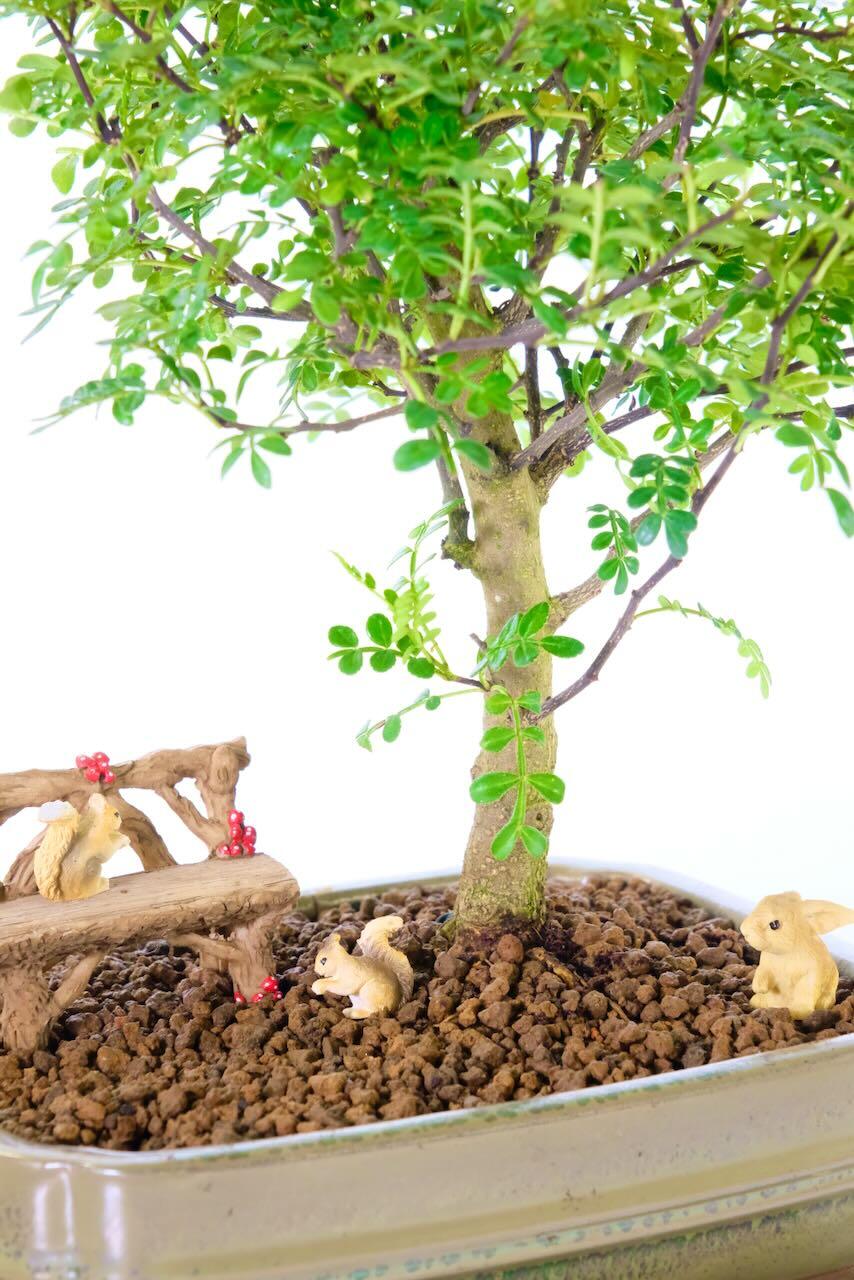 10-Year-Old Pepper Bonsai Tree