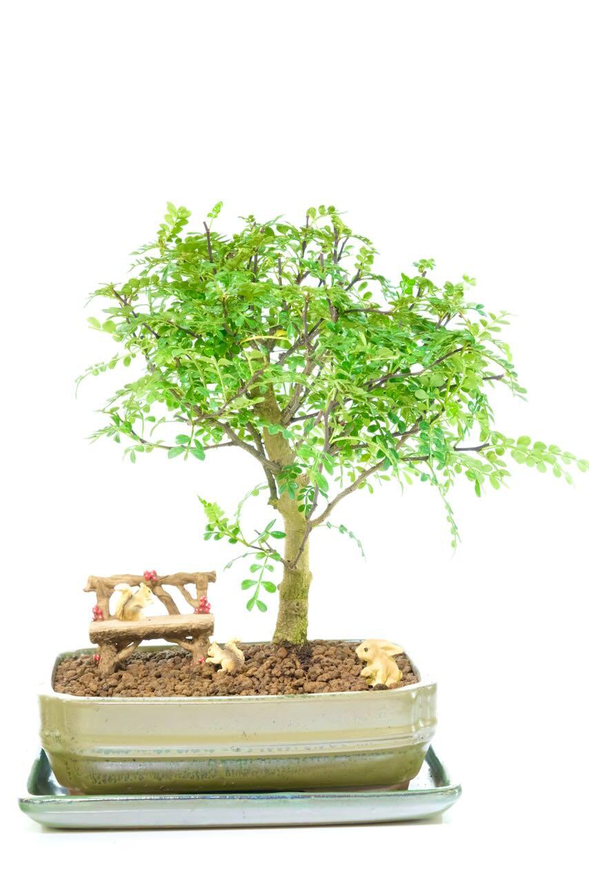 Outstanding Indoor Aromatic Pepper Tree Bonsai Woodland Garden