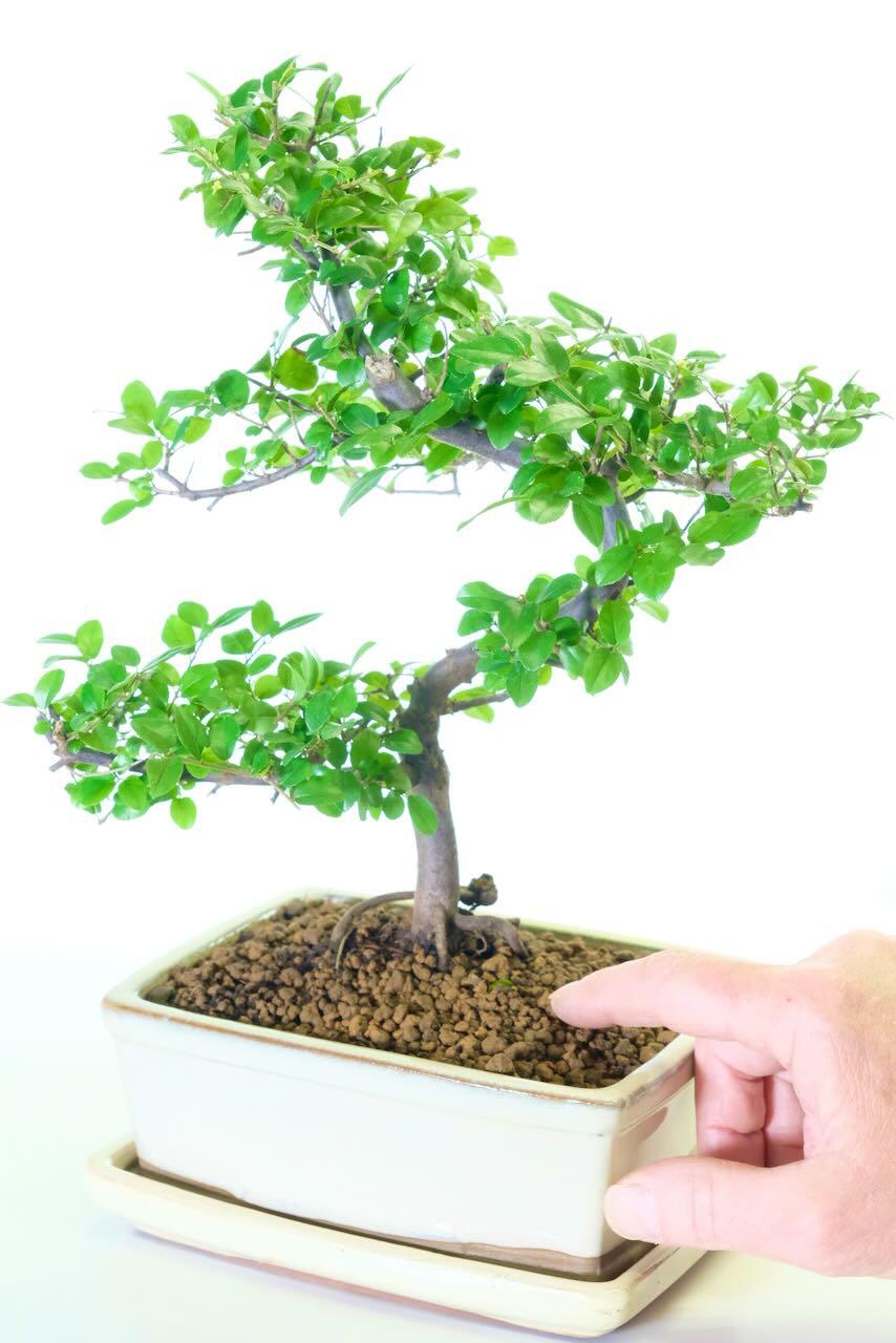 Sageretia bonsai in cream ceramic brand new bonsai pot