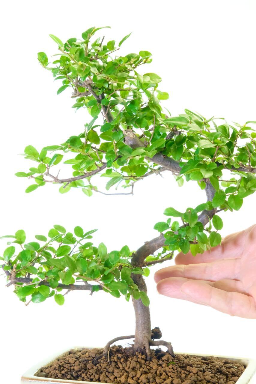 Beautifully elegant fruiting indoor bonsai tree for sale