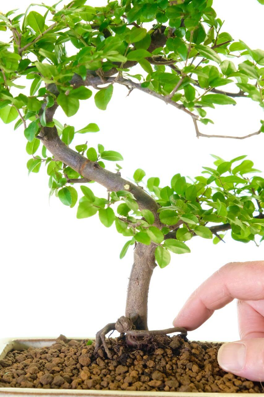 Artistic Sageretia theezans Indoor bonsai tree