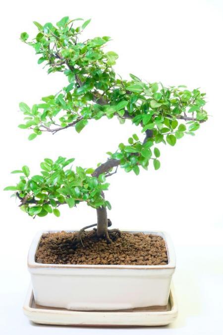 Chinese Sweet Plum Bonsai: Beautifully Shaped & Abundance of Attributes