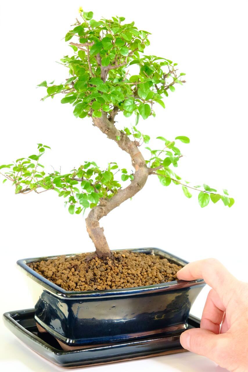 Very pretty Sageretia bonsai tree