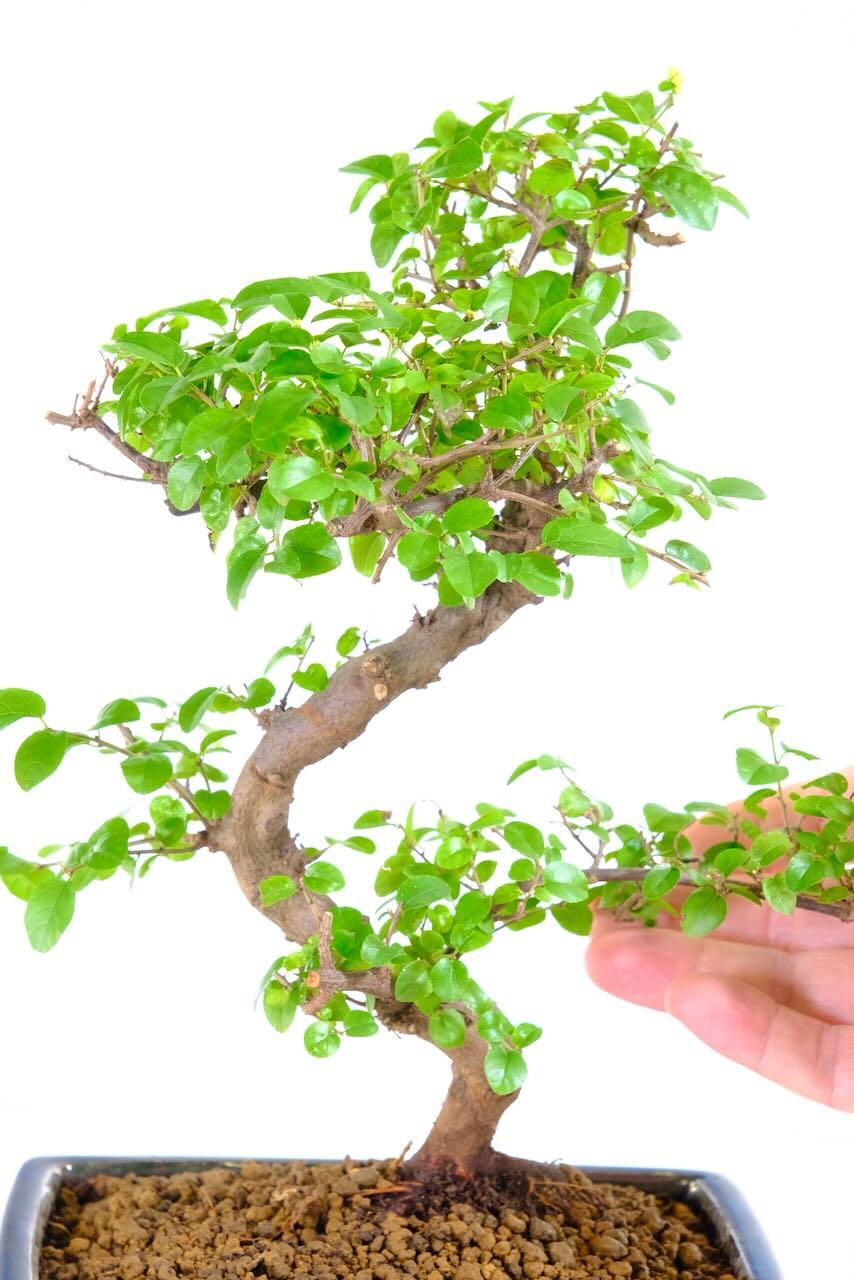 Flowering and fruiting variety