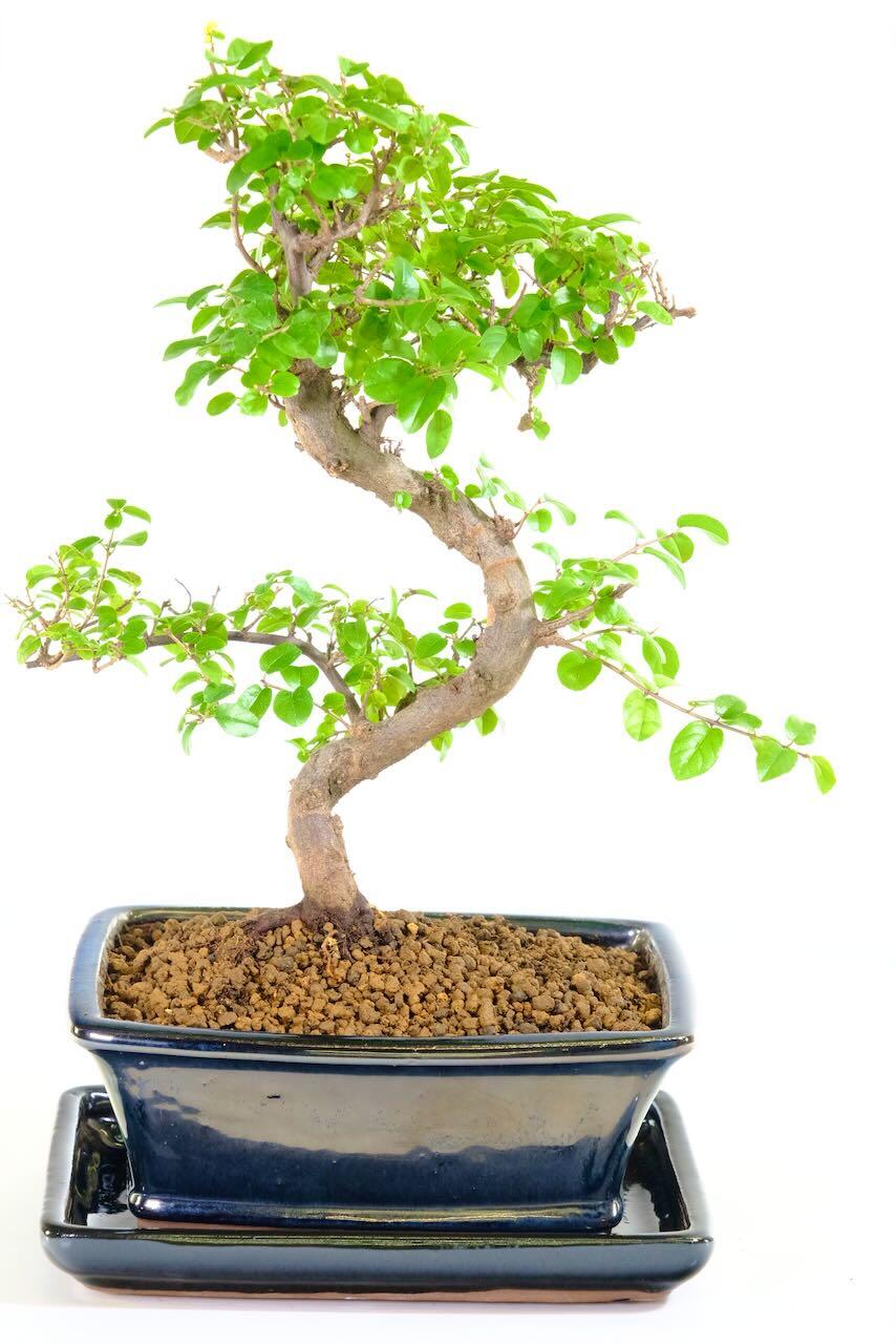 Twisty Chinese Sweet Plum indoor bonsai