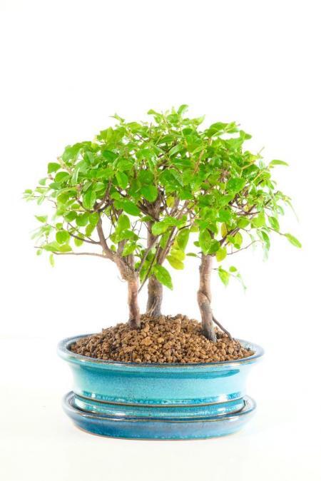 Adorable triple bonsai forest for sale