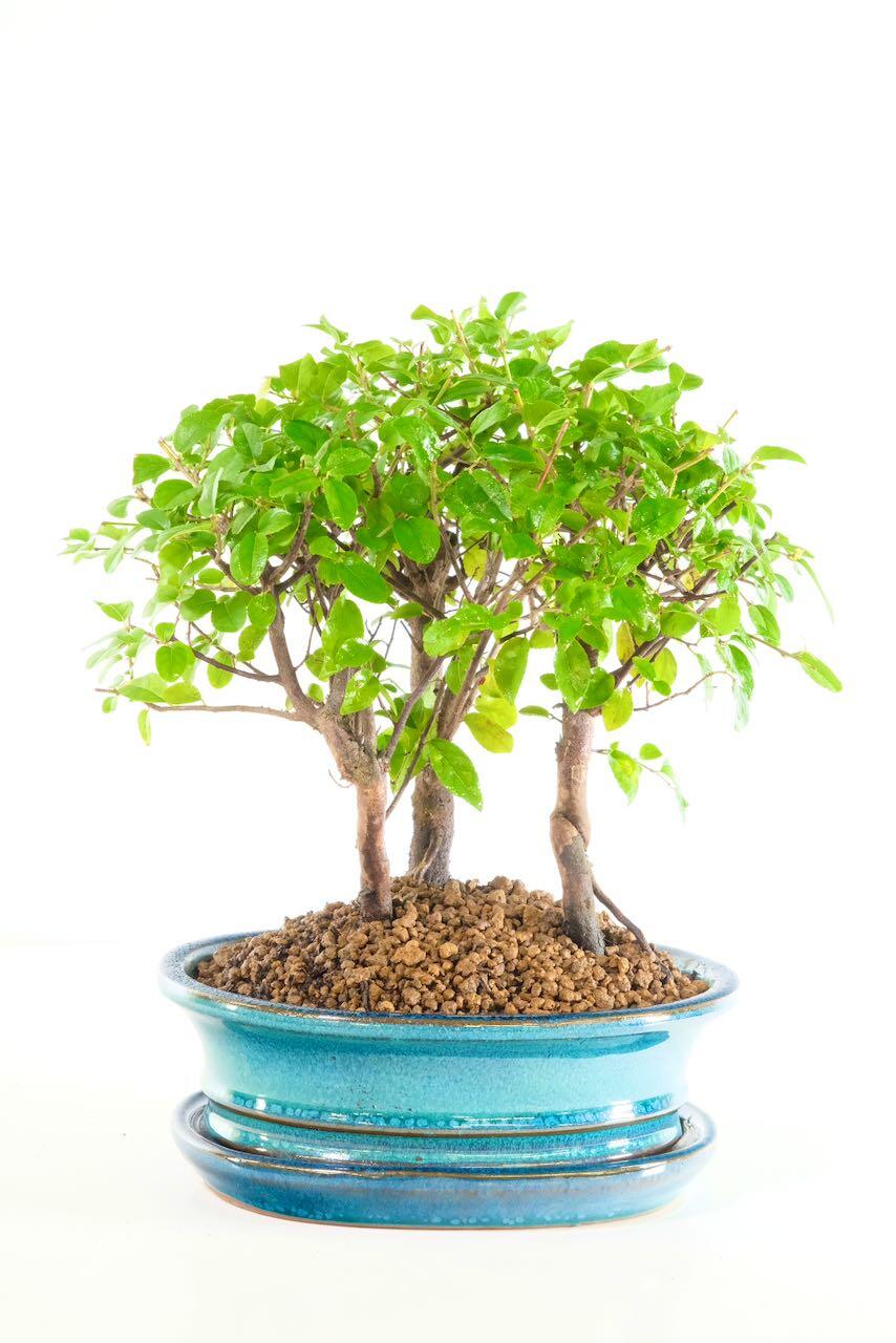 Adorable triple bonsai forest for sale