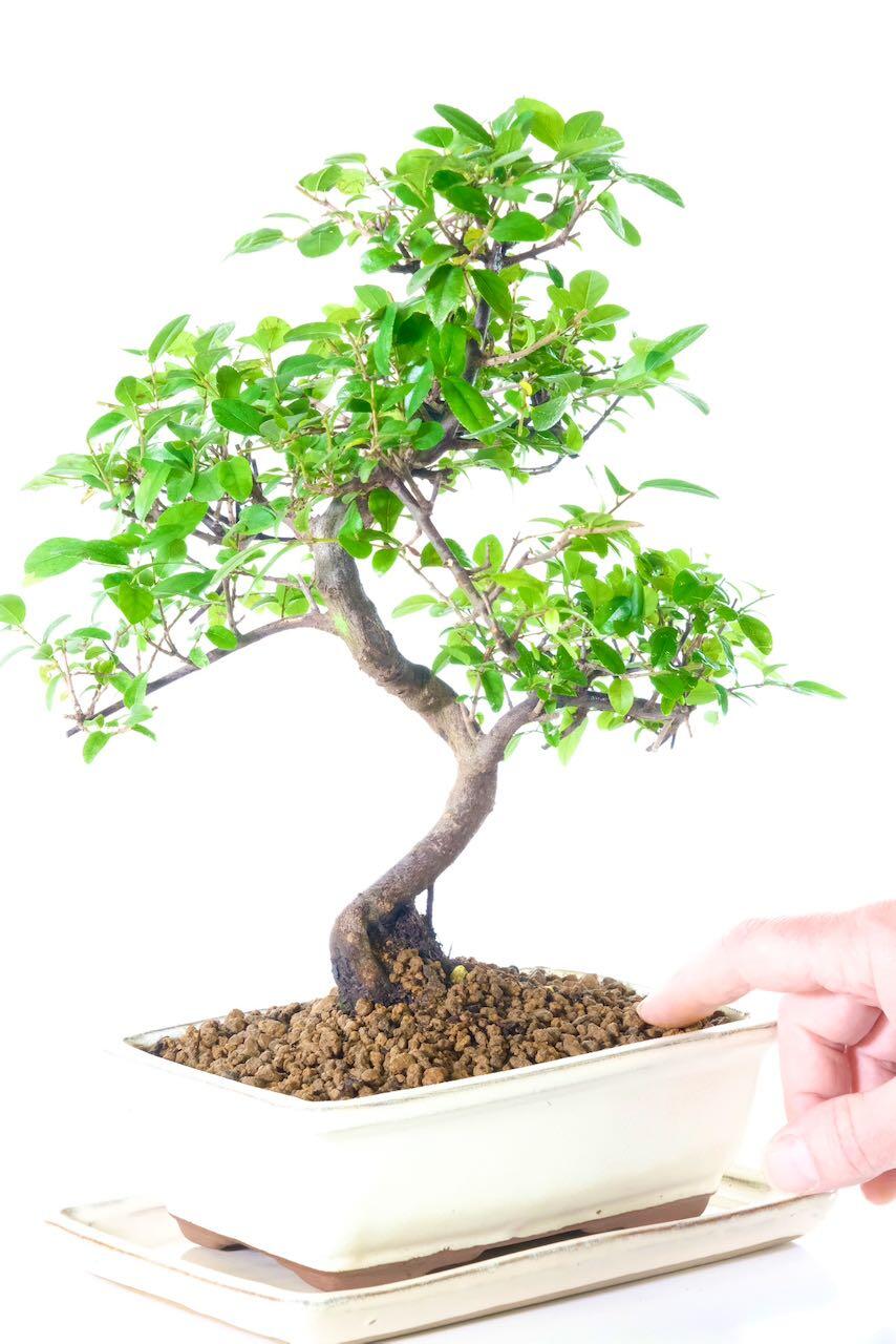 Perfect for indoor gardening