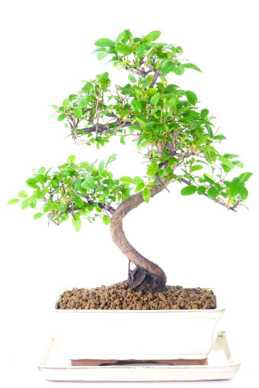 Produces small purple fruits in summer