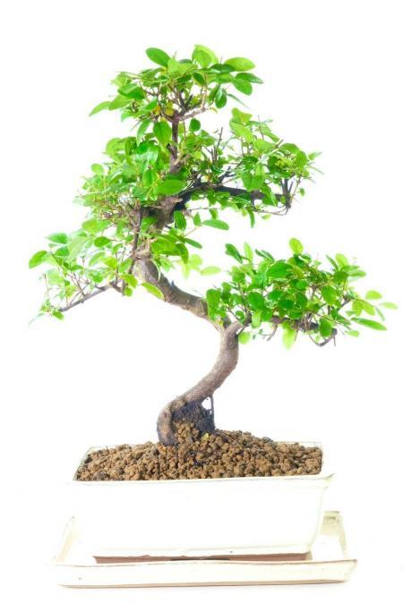 Artistic Sageretia theezans bonsai tree