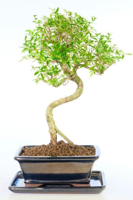 Elegant flowering Tree of a Thousand Stars bonsai