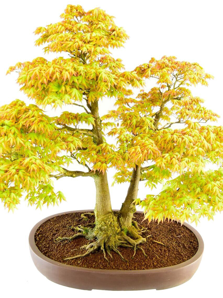 66 year old Japanese maple Bonsai Katsura - Owned by Bonsai expert Lloyd Noall