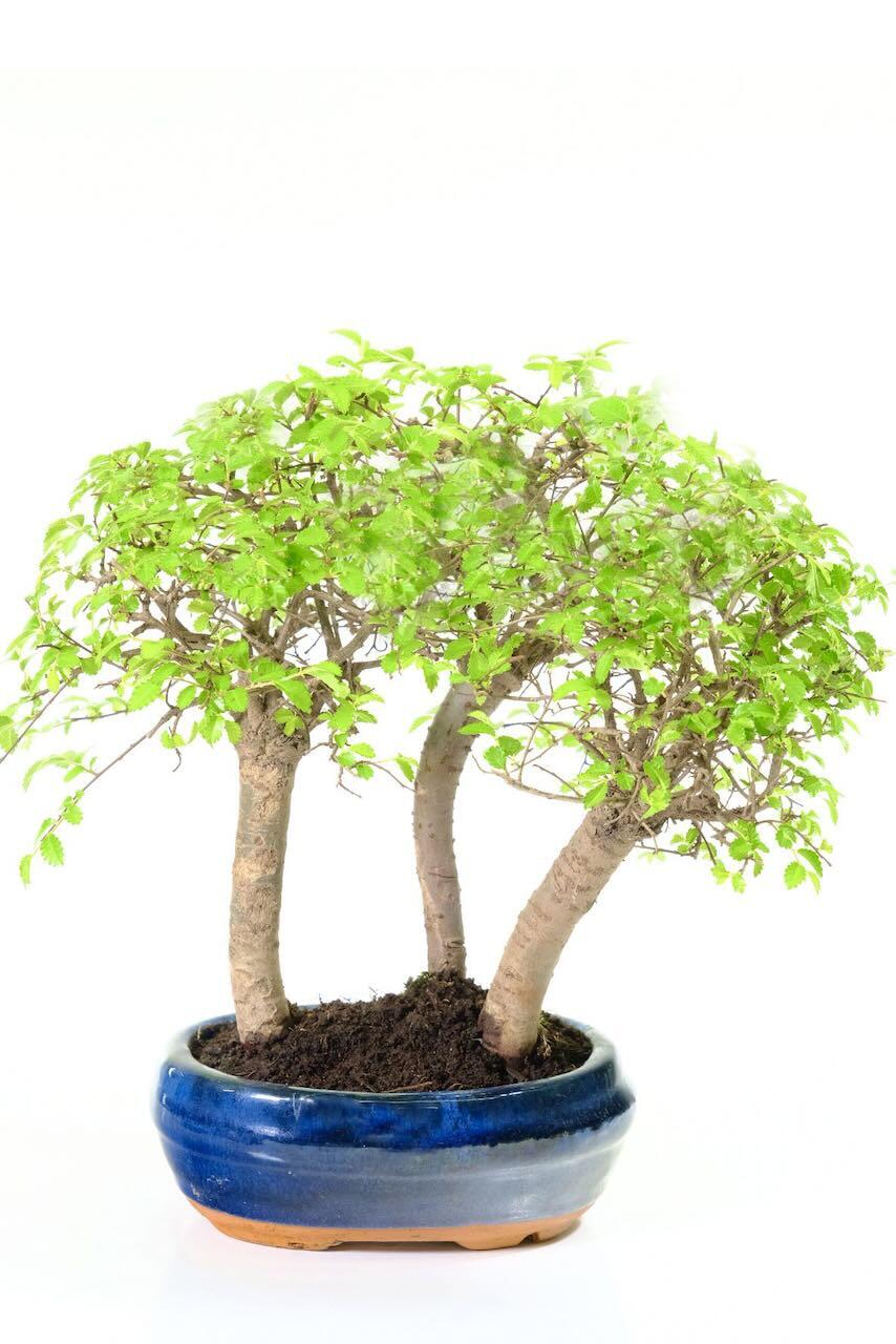 Chinese Elm Bonsai Copse | Triple Bonsai Forest | DECEMBER SPECIAL