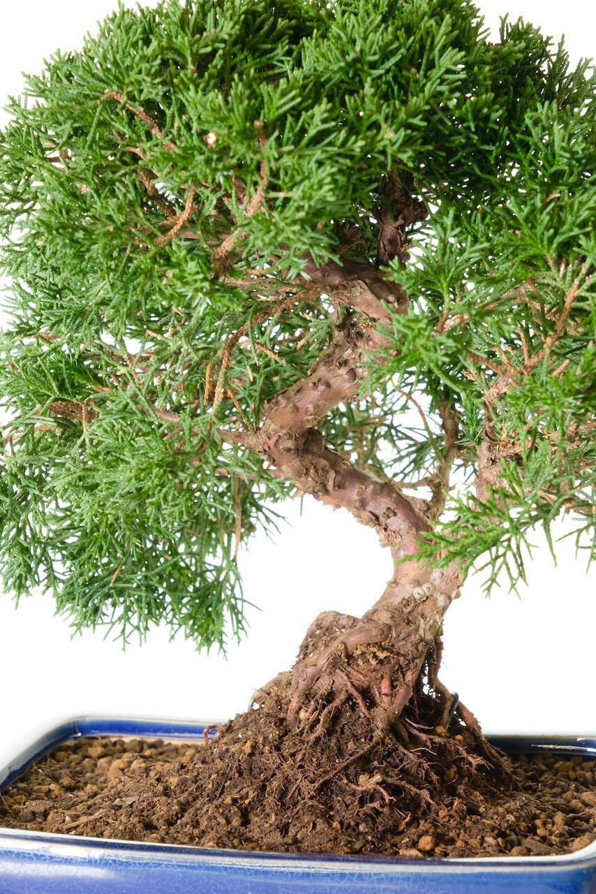 The beautiful twists of this Chinese juniper bonsai tree
