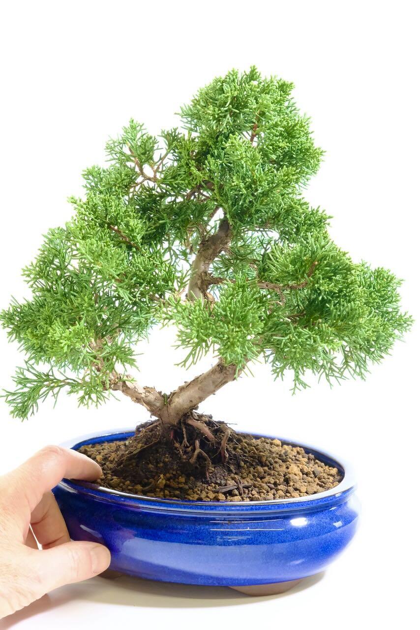 Comes potted in a rich royal blue ceramic pot - perfect for any outdoor space!