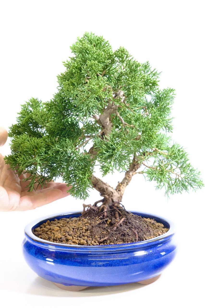 Incredible trunk design with excellent branch placement