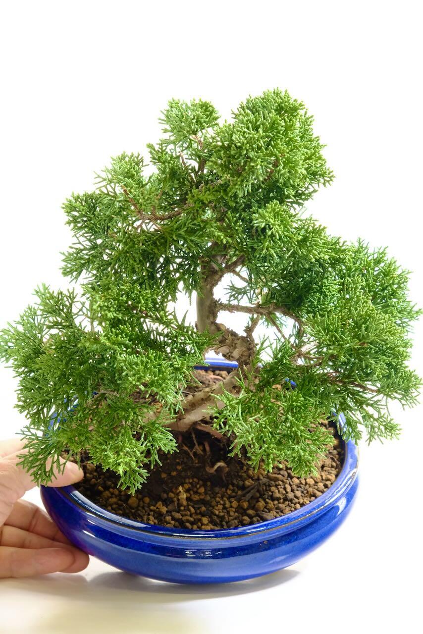Captivating canopy of rich evergreen foliage | An extremely hardy outdoor bonsai