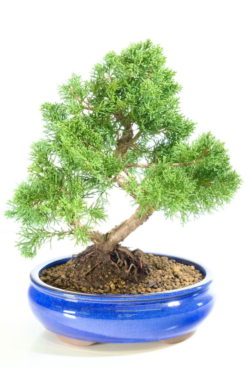 15-Year-Old Fruiting Evergreen Juniper Bonsai | Twisty Trunk Excellence Range