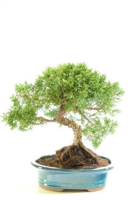 Beautiful Chinese Juniper bonsai - Outdoor, evergreen species