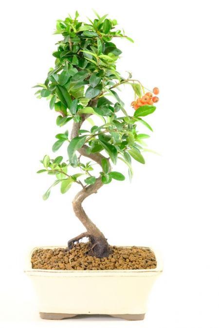 Hardy evergreen outdoor bonsai