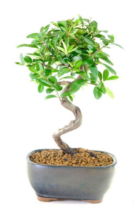 Twisty Firethorn bonsai tree