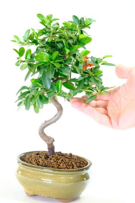 Pyracantha with accentuated curves