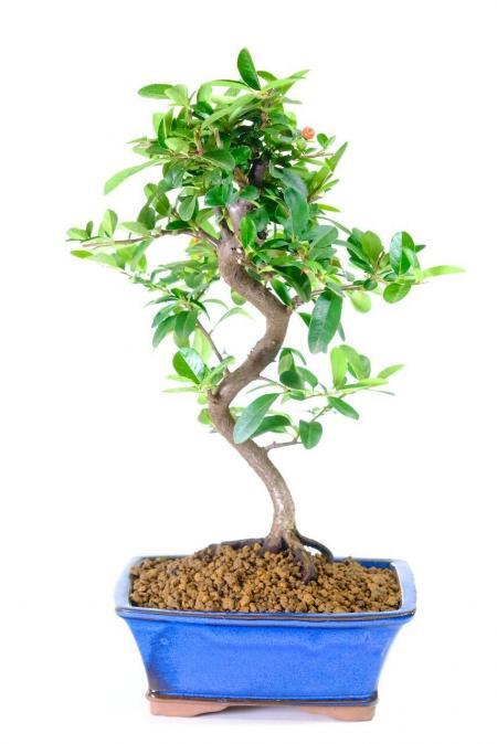 Pyracantha Bonsai Tree in Royal Blue Pot | Elegant Trunk Flow & Fiery Orange Berries