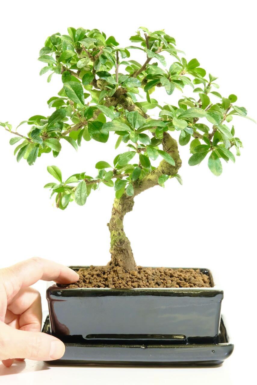 This beautiful flowering bonsai comes potted in a sleek jet black ceramic pot with matching drip tray