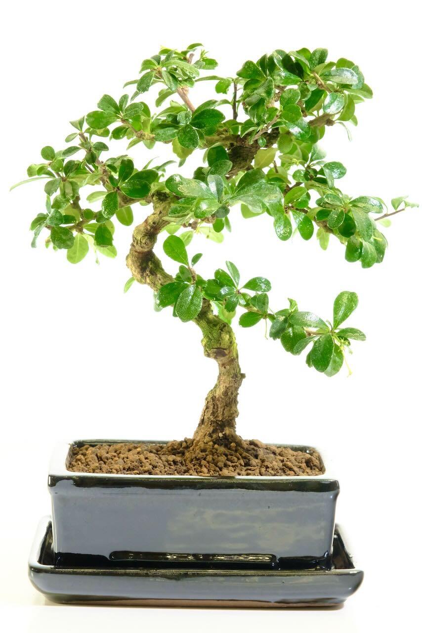 Beautiful flowering indoor Fukien Tea Tree bonsai tree for sale | FREE next working day delivery across the UK