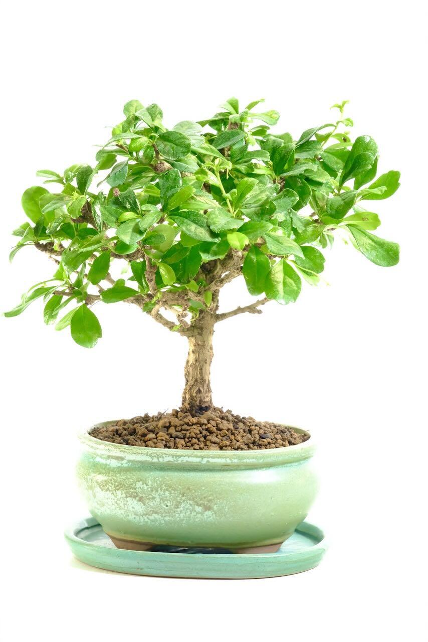 Carmona Microphylla bonsai tree in jade pot for sale