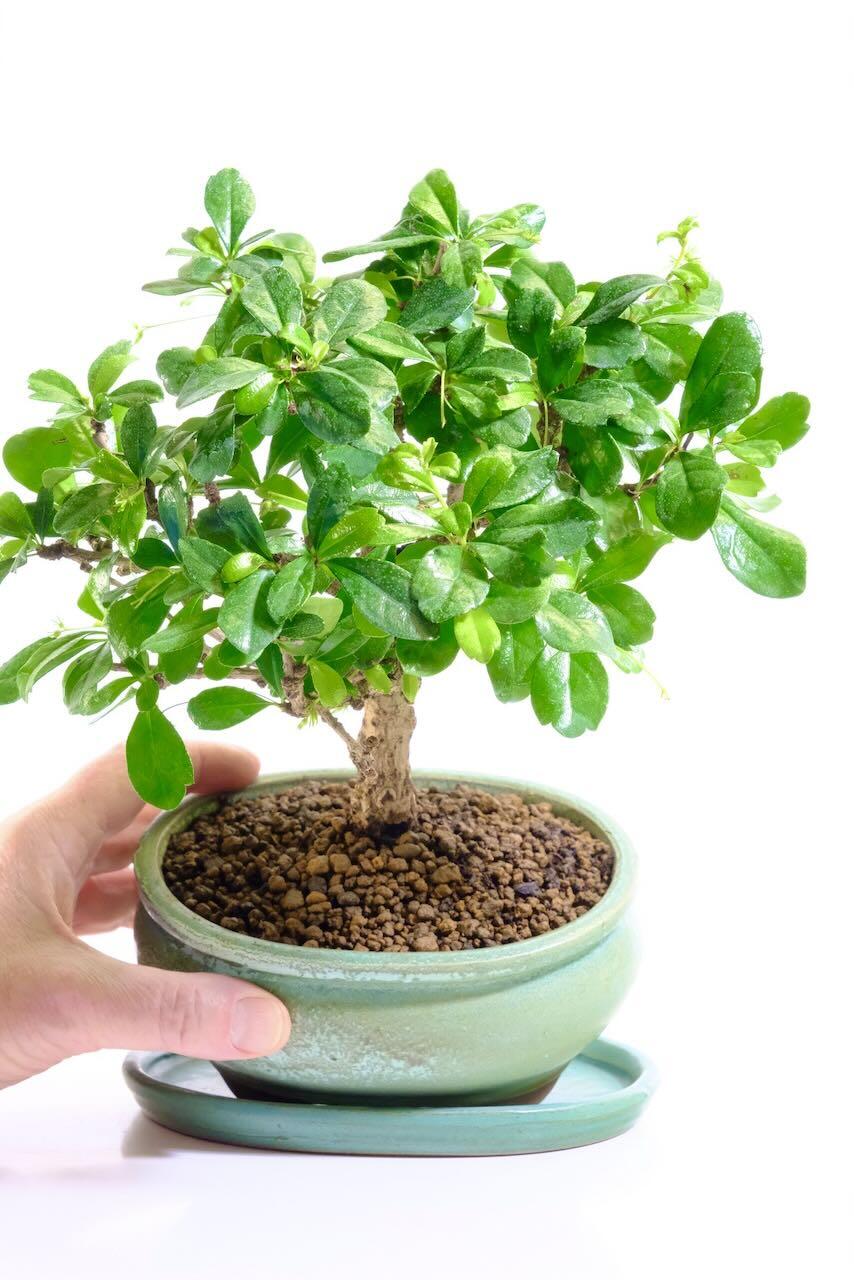 Miniature Flowering Indoor Bonsai in Glossy Jade Green Pot