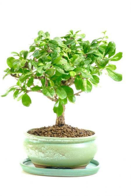 Miniature Bonsai | Woodland-Style Flowering Indoor Fukien Tea Tree Bonsai