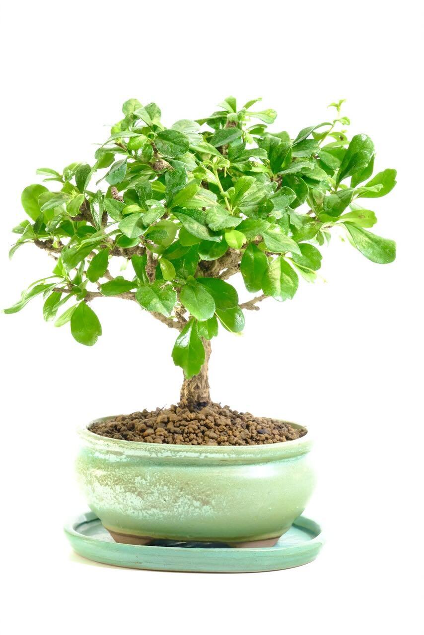 Miniature Bonsai | Woodland-Style Flowering Indoor Fukien Tea Tree Bonsai