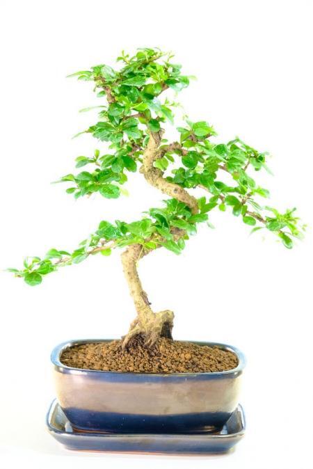 Beautifully Artistic Flowering Fukien Tea Indoor Bonsai with Phenomenal Trunk & Nebari