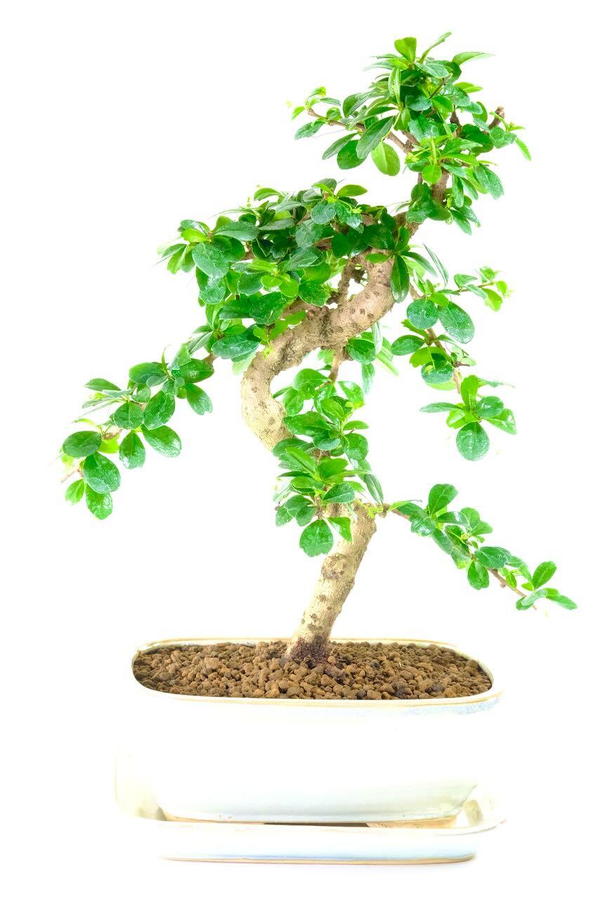 Carmona microphylla high quality bonsai for sale