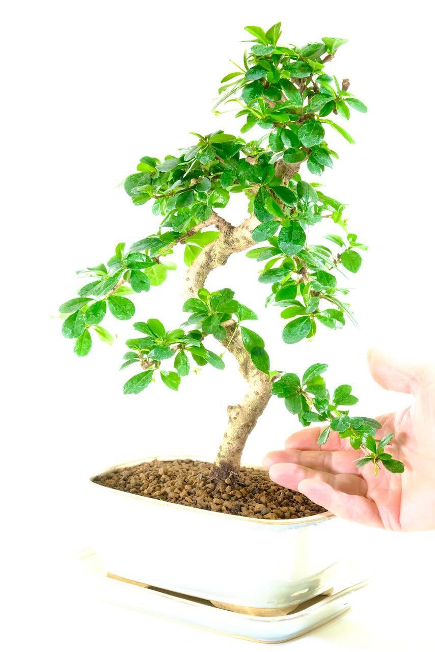 Flowering bonsai with white flowers depicted by the white glaze of the pot