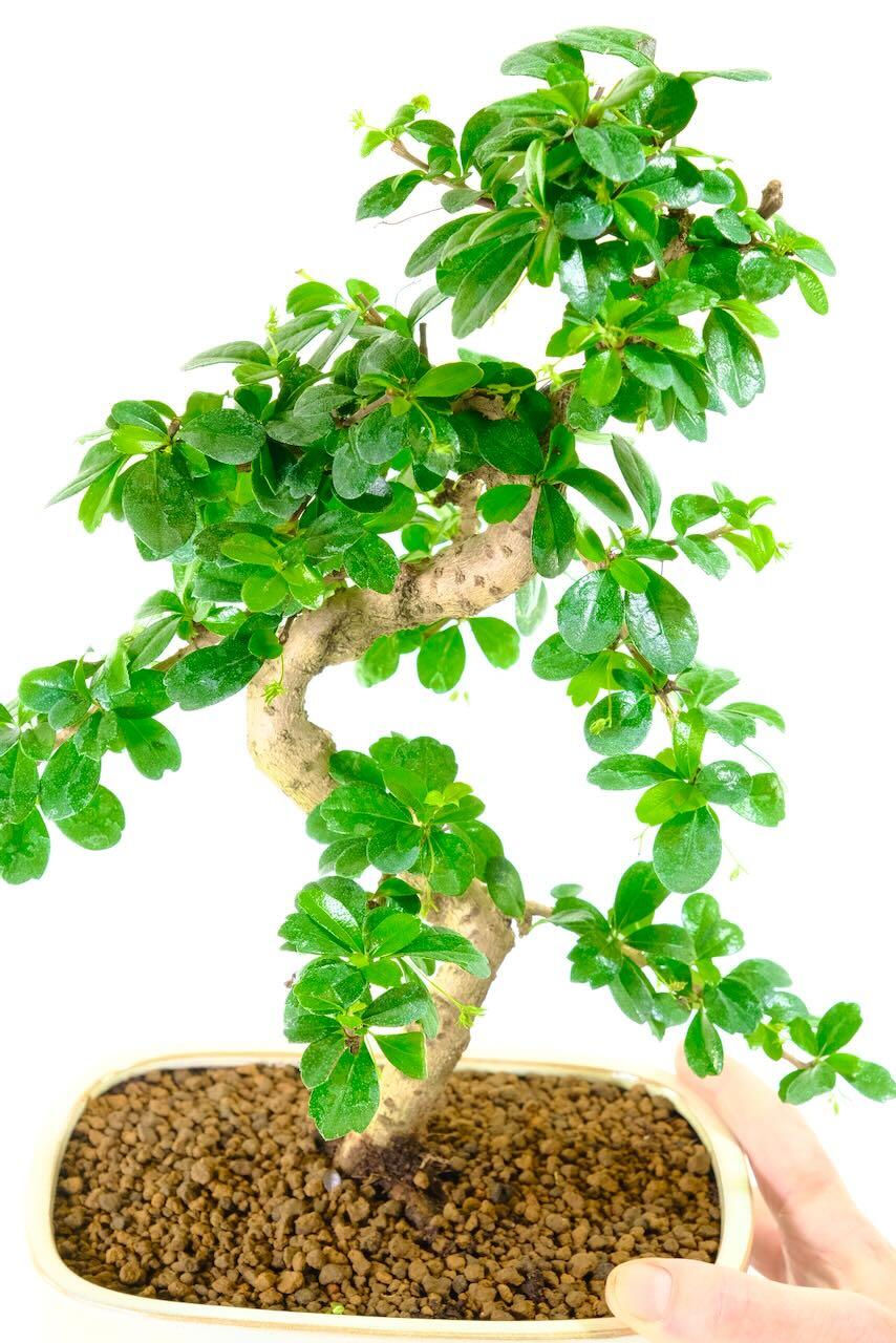 Oriental Carmona Bonsai in Pearlescent White Pot