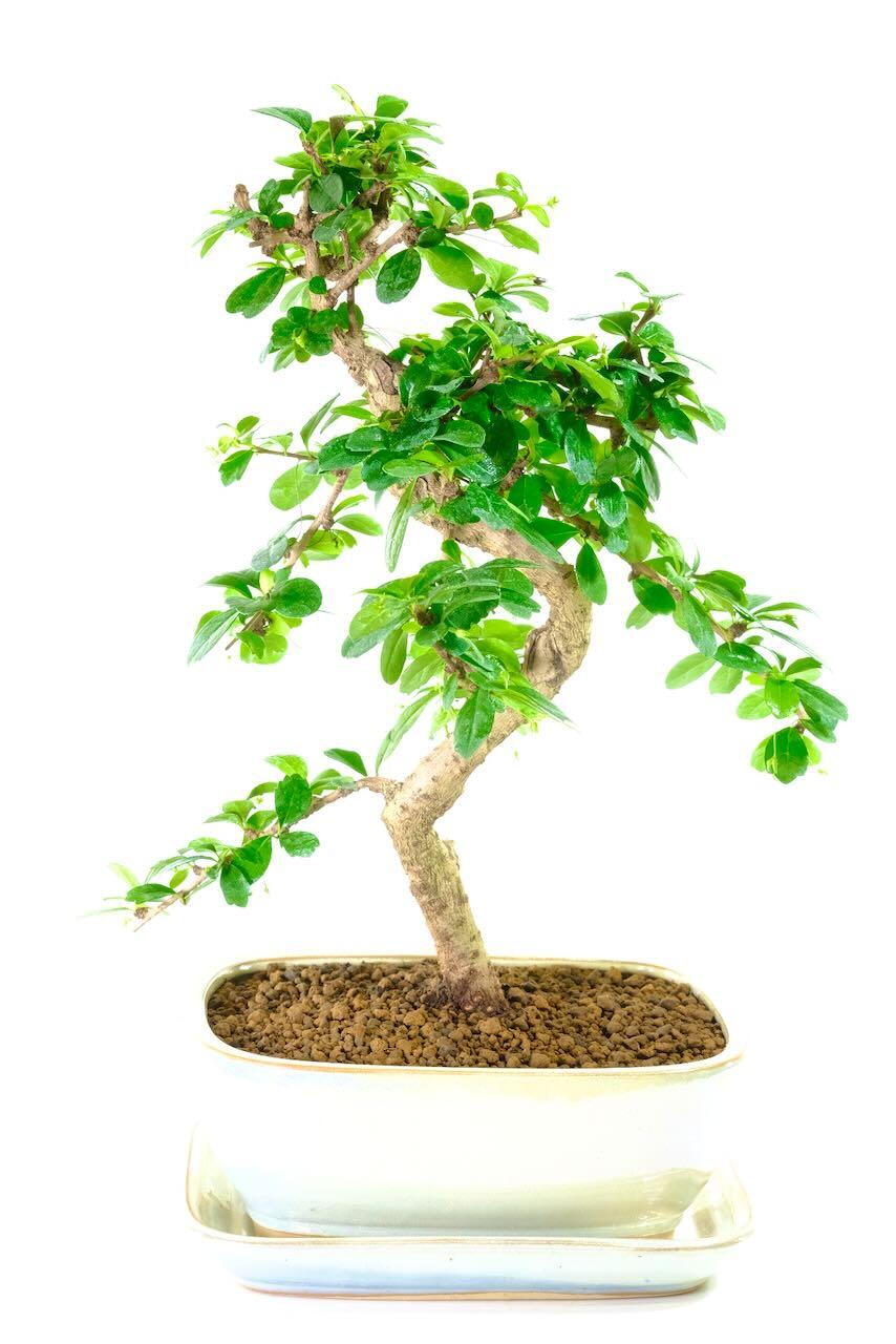 Fukien Tea Bonsai Tree | Dainty & Strong with White Flowers