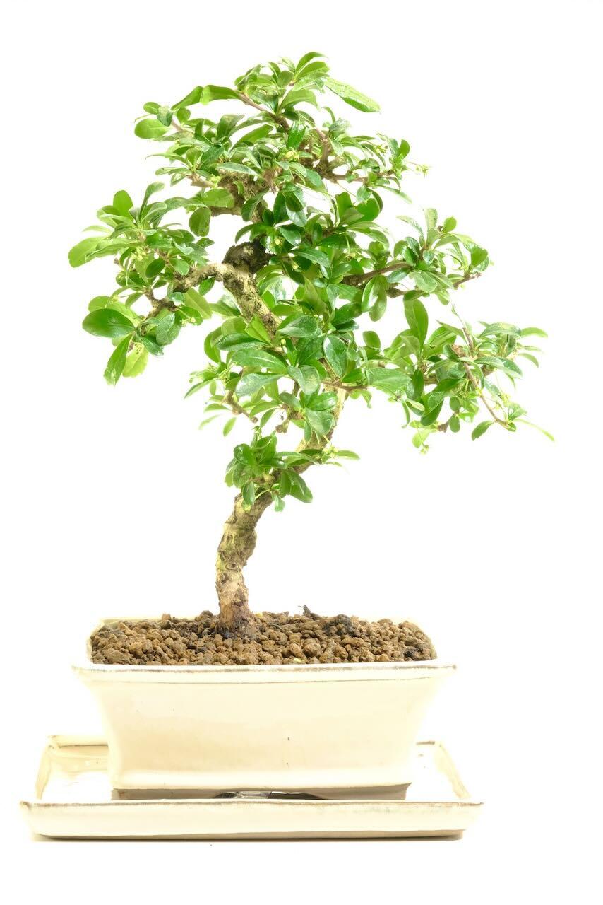 The rich, deep green foliage acts as the perfect backdrop for those pretty summer blooms