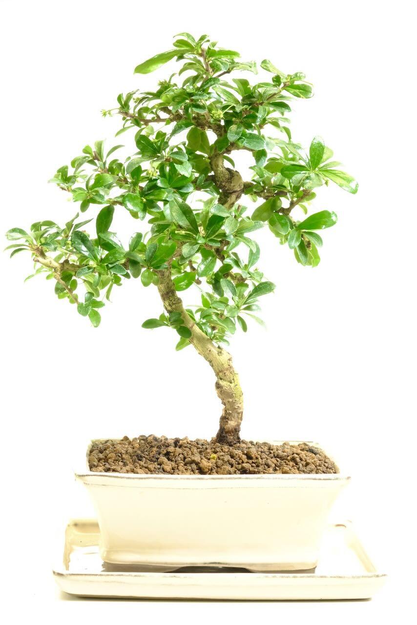 Twisty flowering Fukien Tea Tree (Carmona) indoor bonsai tree for sale UK