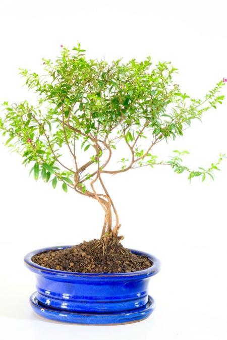 Captivating Indoor Cuphea Bonsai with Striking Purple Flowers | Beautifully Twisty Trunk