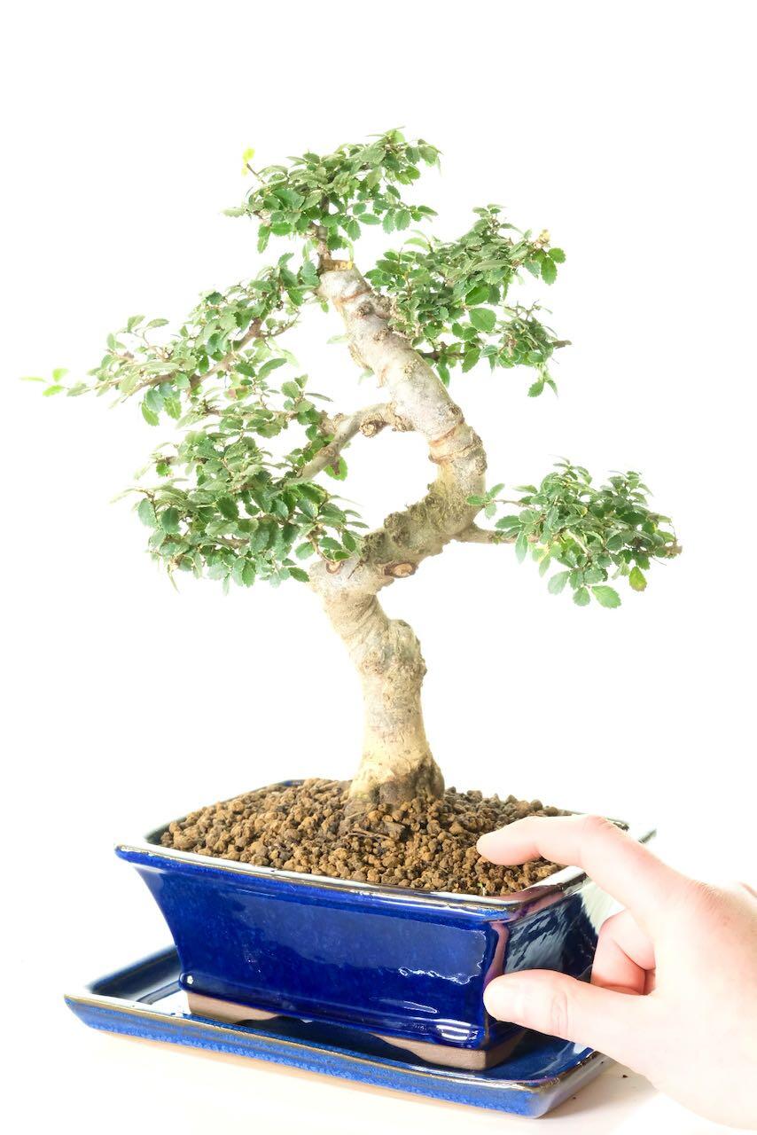 Potted into a royal blue bonsai pot with matching drip tray