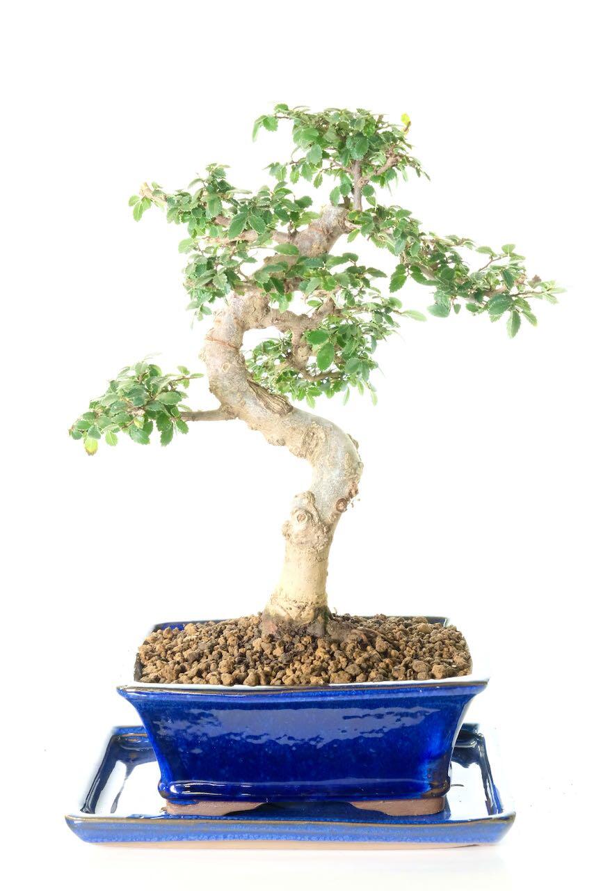Artistic Indoor bonsai tree for sale