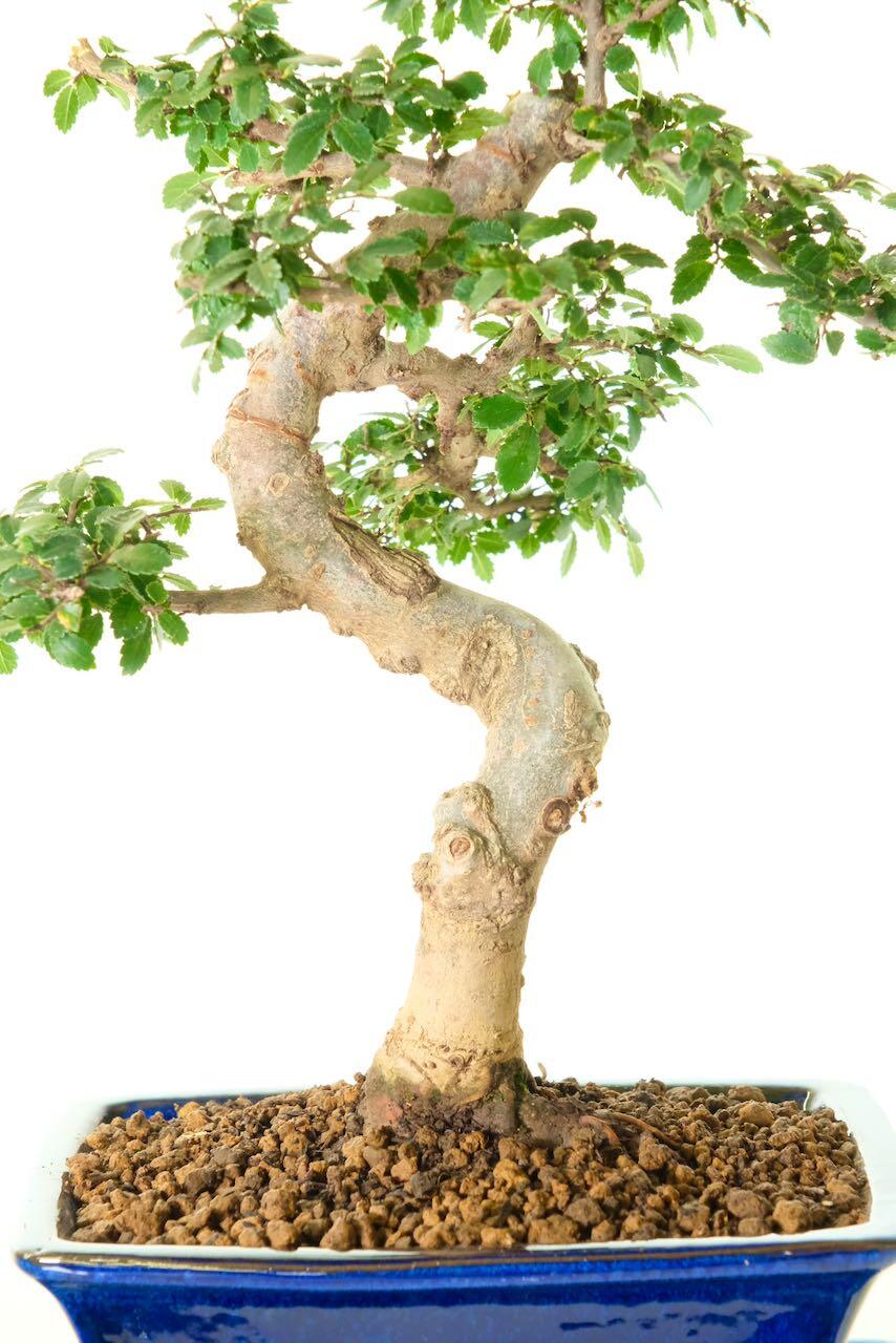 Gnarly bark and character trunk