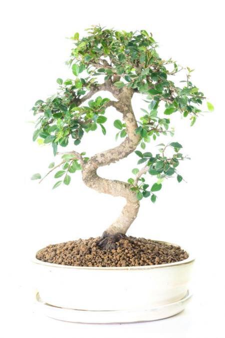 Graceful Indoor Chinese Elm Bonsai with Beautiful Twisty Trunk